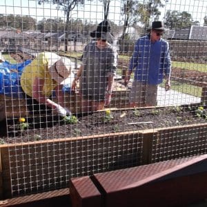 Planting Salad Garden 10/08/2013