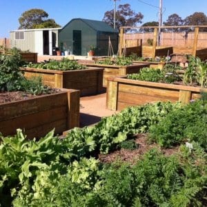 Gardens growing well 11/09/2013