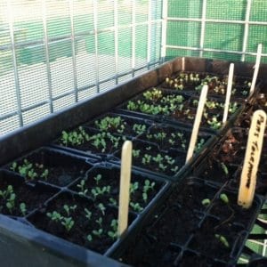 Seeds growing in shadehouse 28/09/2013